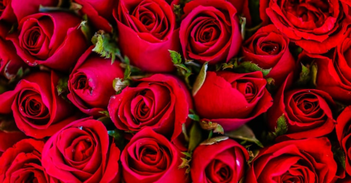 Rose flowers
